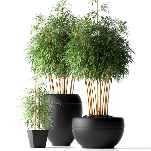 BAMBOO PLANTS18