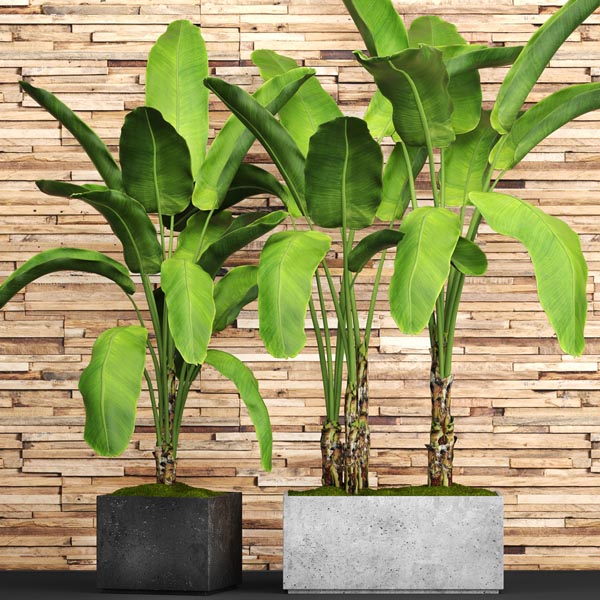 dfkohddBIG SET PLANT 00