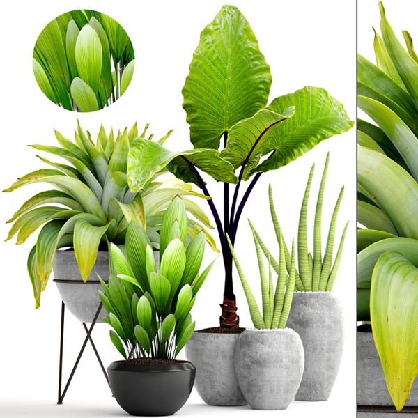 BIG SET PLANT 0801 00