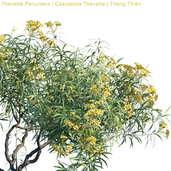 Cascabela Thevetia_2_prv2