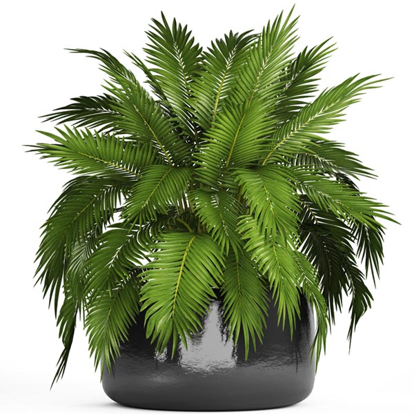 Chamaedorea cataractarum 00
