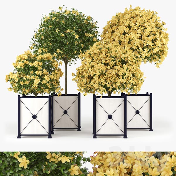Hibiscus Yellow1266