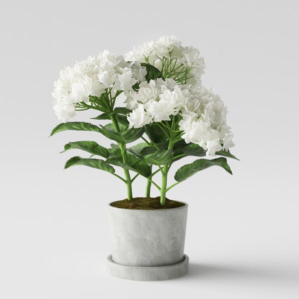 Hydrangea Preview 01