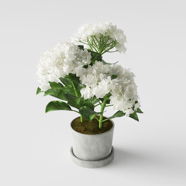 Hydrangea Preview 02