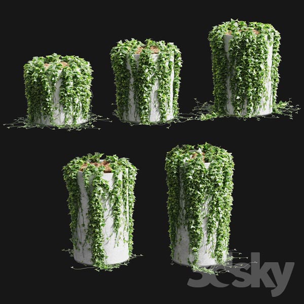 Ivy in Round Tubs 5 Models1337