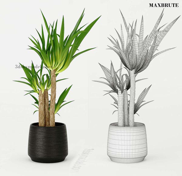 PLANT MAXBRUTE 26