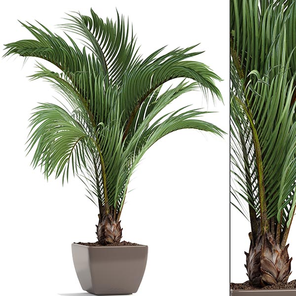 PLANT PALM 1703 00