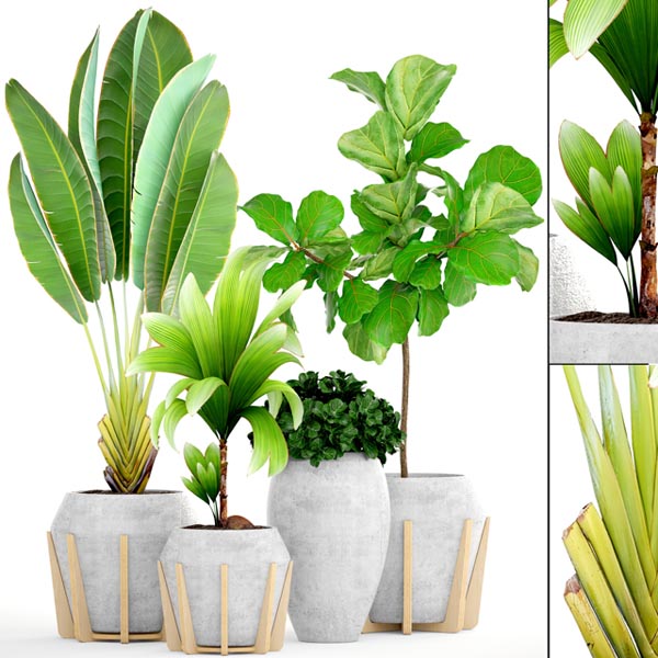 PLANT SET 0901 00