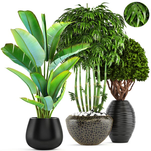 PLANT SET 3011 00