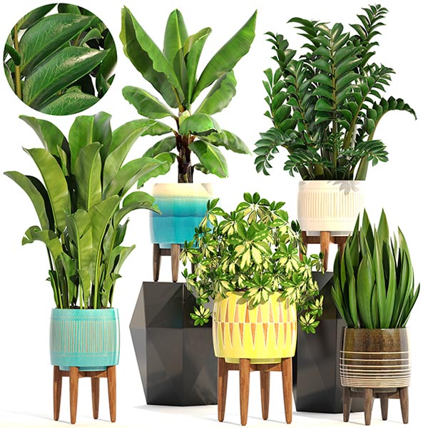 PLANT SET WEST ELM 2303 00