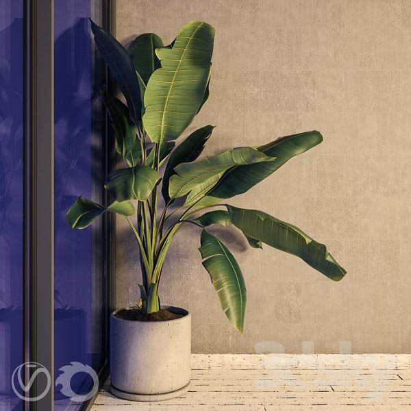 Plant Strelizia in a Concrete Pot3527