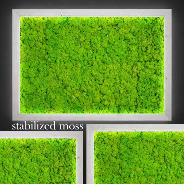 Stabilized Moss2238