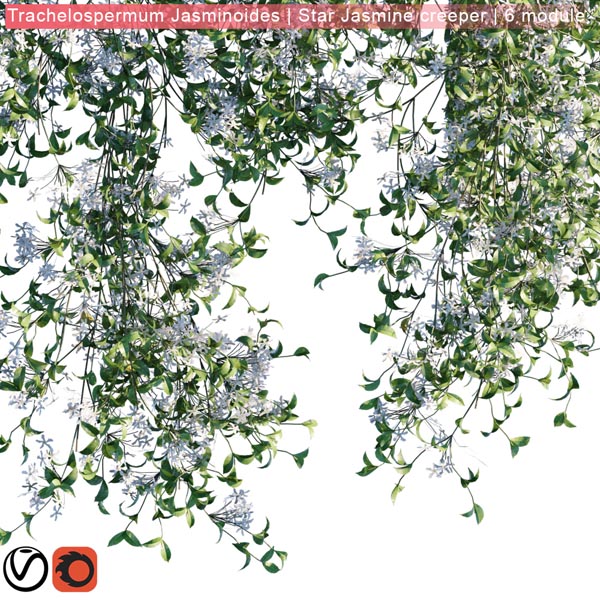 Star Jasmine creeper_prv3