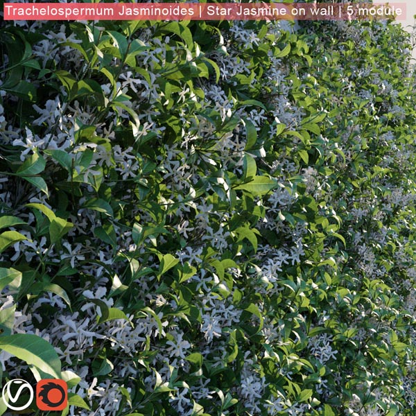 Trachelospermum Jasminoides Star Jasmine on wall 3D model 282