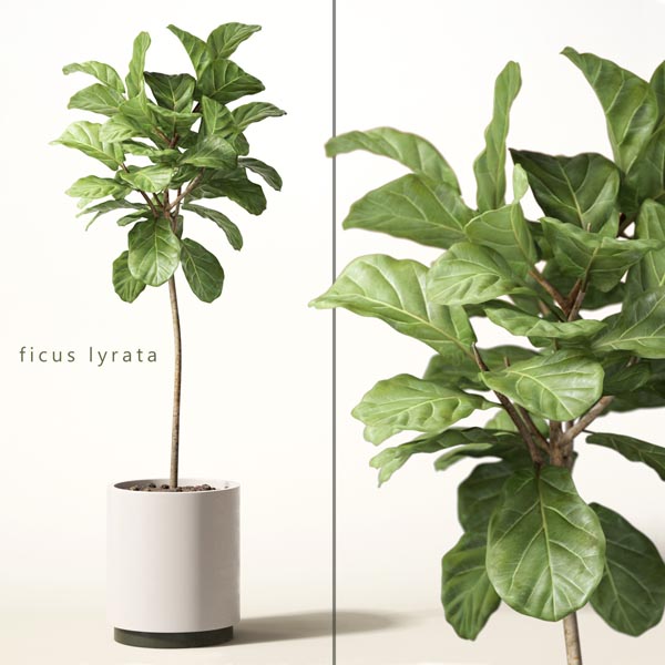 ficus lyrata 01