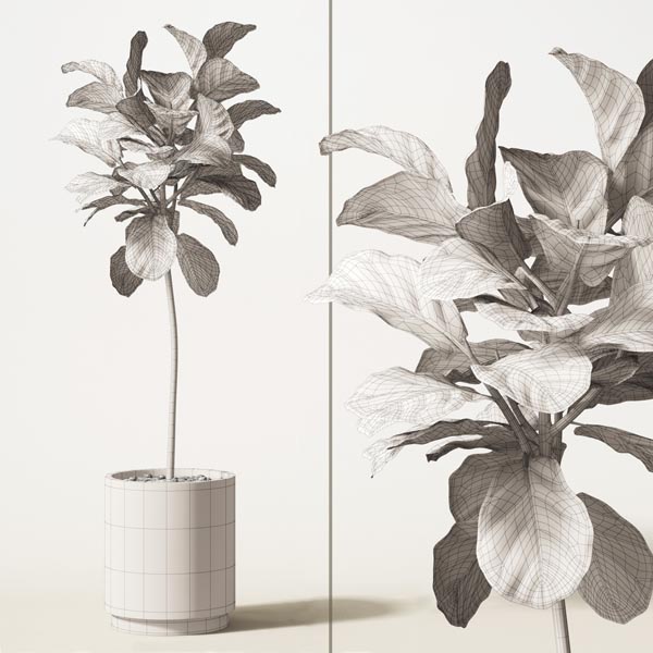 ficus lyrata 02