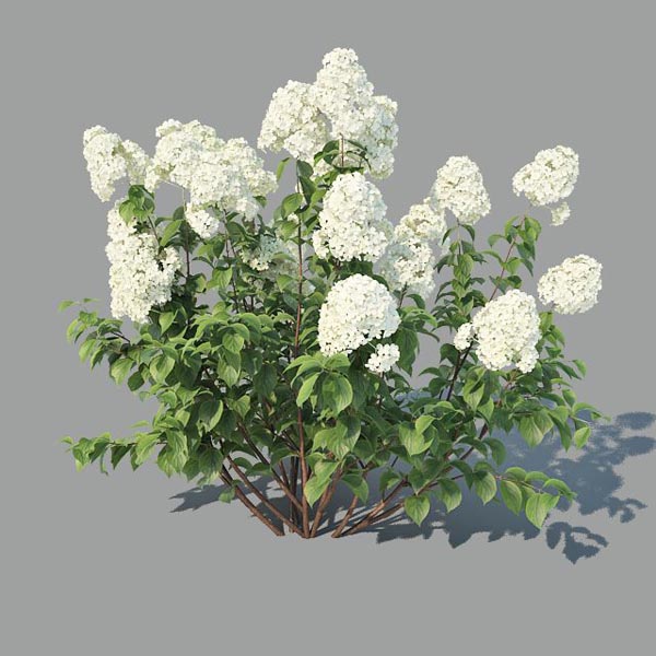 hydrangea paniculata 2