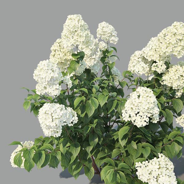 hydrangea paniculata 6