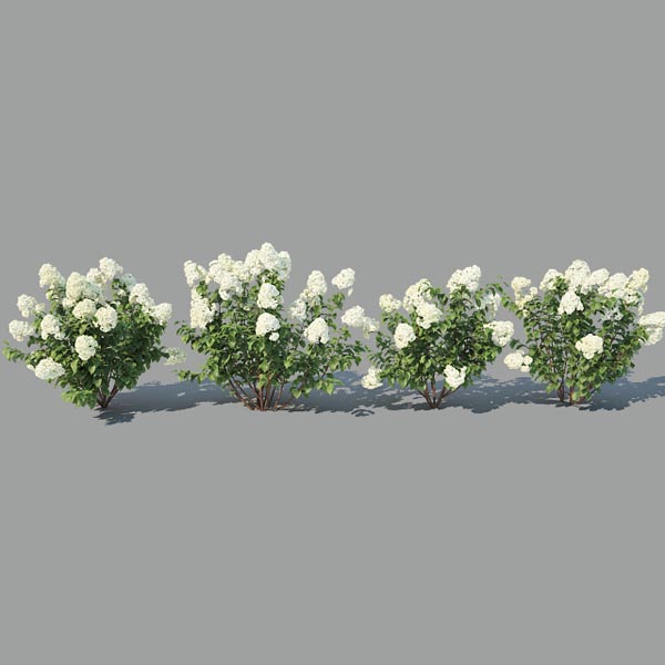 hydrangea paniculata 8