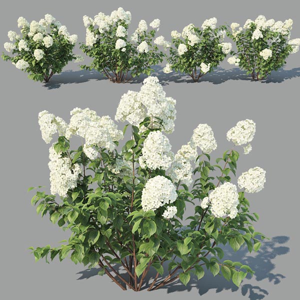 hydrangea paniculata