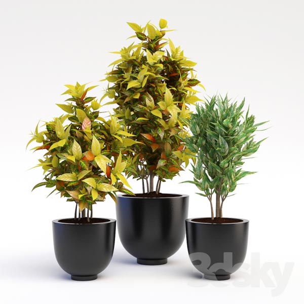 loyyCodiaeum variegatum